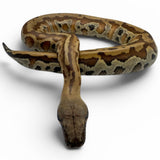 Load image into Gallery viewer, 66% Het Pied 50% Het T- Blood Python