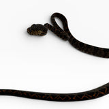 Load image into Gallery viewer, Halloween Amazon Tree Boa