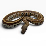 Load image into Gallery viewer, 66% Het Pied 50% Het T- Blood Python