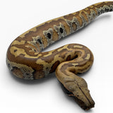 Load image into Gallery viewer, 66% Het Pied 50% Het T- Blood Python