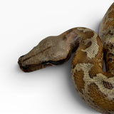Load image into Gallery viewer, Pied Matrix 50% T- Blood Python