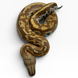 Load image into Gallery viewer, 66% Het Pied 50% Het T- Blood Python