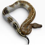 Load image into Gallery viewer, Pied Matrix 50% T- Blood Python