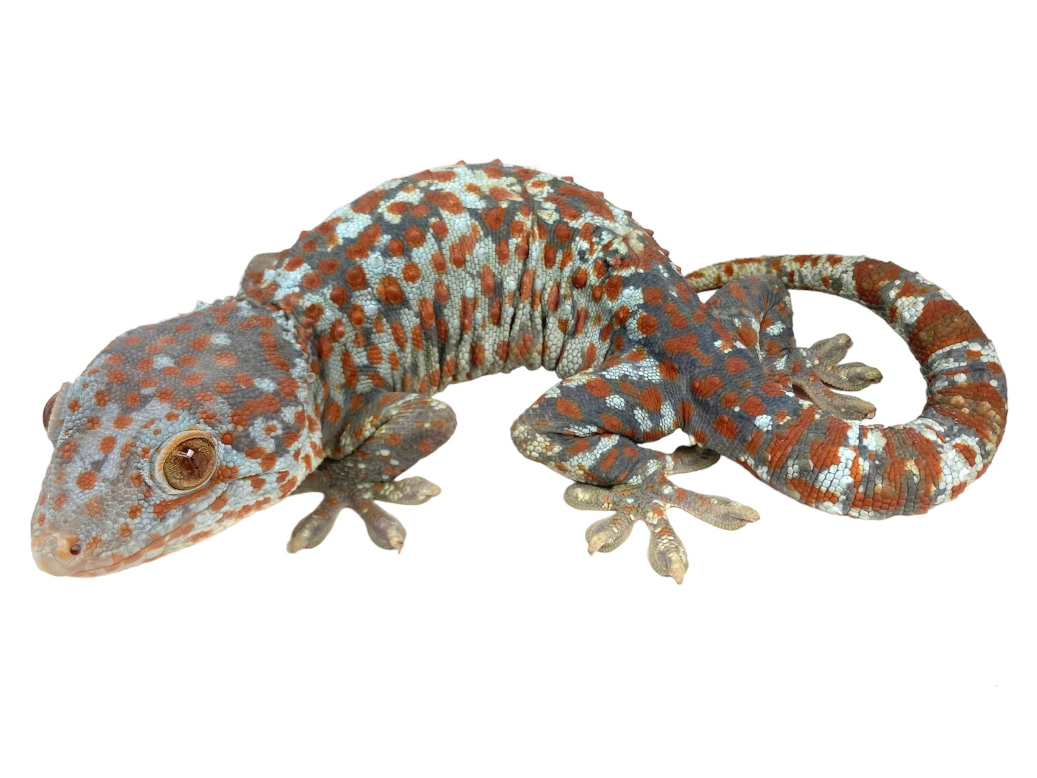 The Invasive Tokay Gecko: Are We Facing An Ecological Disaster? - 0eewieg