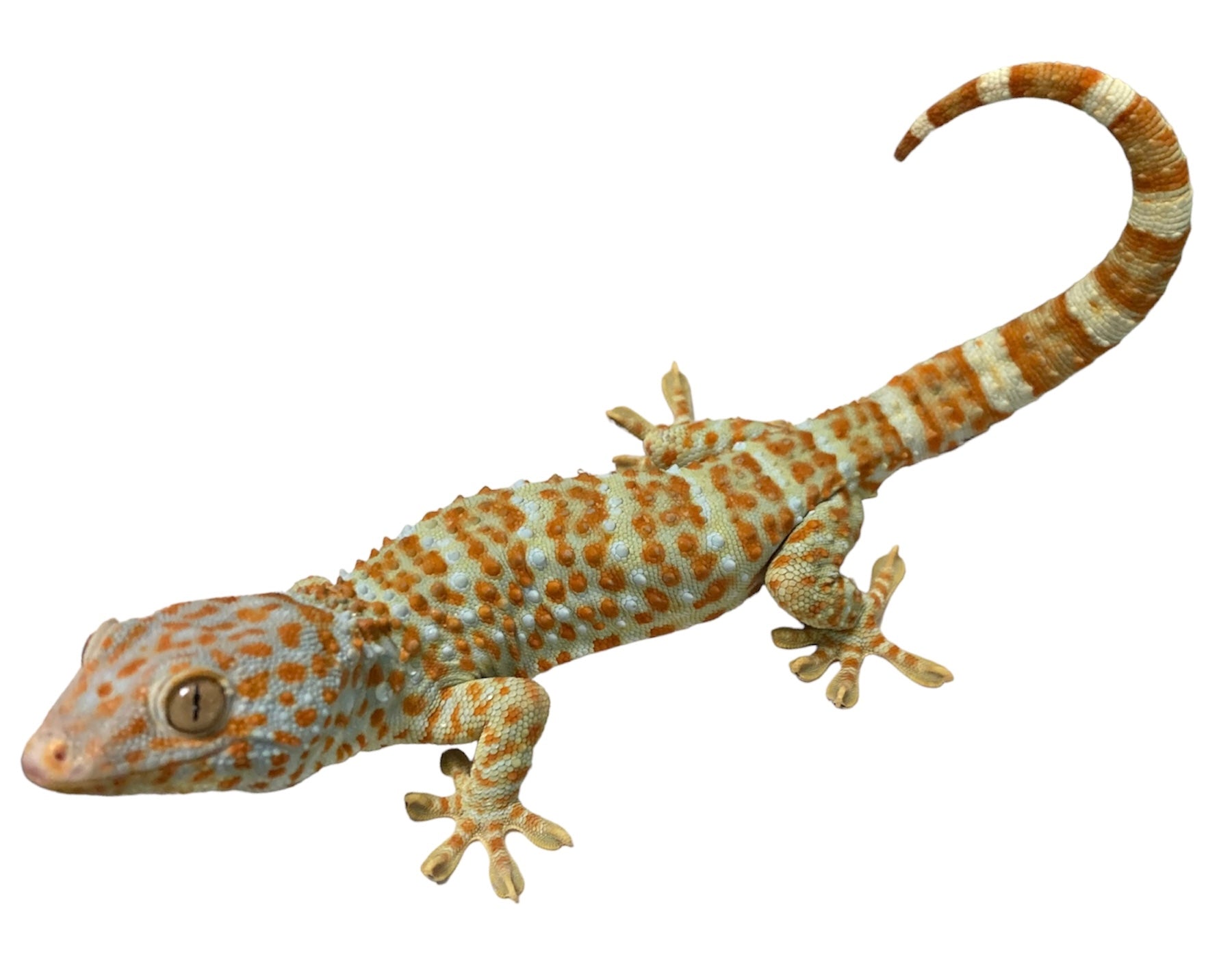 Tokay Gecko