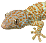 Load image into Gallery viewer, Adult Male Hypo Tokay Gecko