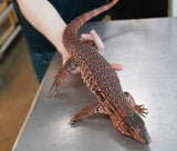 Load image into Gallery viewer, Sub Adult Argentine Red Tegu Lizards with Size!