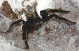 Load image into Gallery viewer, Adult Female Chilobrachys fumosus cf. “Black Satan”