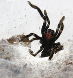 Load image into Gallery viewer, Adult Female Chilobrachys fumosus cf. “Black Satan”