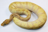 Load image into Gallery viewer, 2021 Female Coral Glow Lesser Enchi Malum Ball Python.