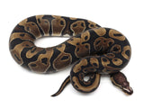Load image into Gallery viewer, 2019 Female Micro Scale Ball Python