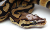 Load image into Gallery viewer, 2019 Female Pastel Micro Scale Possible Het. Clown Ball Python