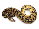Load image into Gallery viewer, SALE! 2019 Female Pastel Micro Scale Possible Het. Clown Ball Python.
