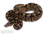 Load image into Gallery viewer, 2019 Female Micro Scale 66% Het. Clown Ball Python