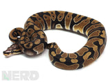 Load image into Gallery viewer, 2019 Male Micro Scale Possible Het Clown Ball Python