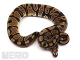 Load image into Gallery viewer, 2019 Male Micro Scale Possible Het Clown Ball Python