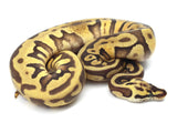 Load image into Gallery viewer, 2019 Female Pastel Enchi Leopard EMG Possible Het. Piebald Ball Python