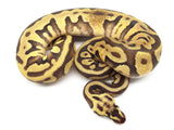 Load image into Gallery viewer, 2019 Female Pastel Enchi Leopard EMG Possible Het. Piebald Ball Python