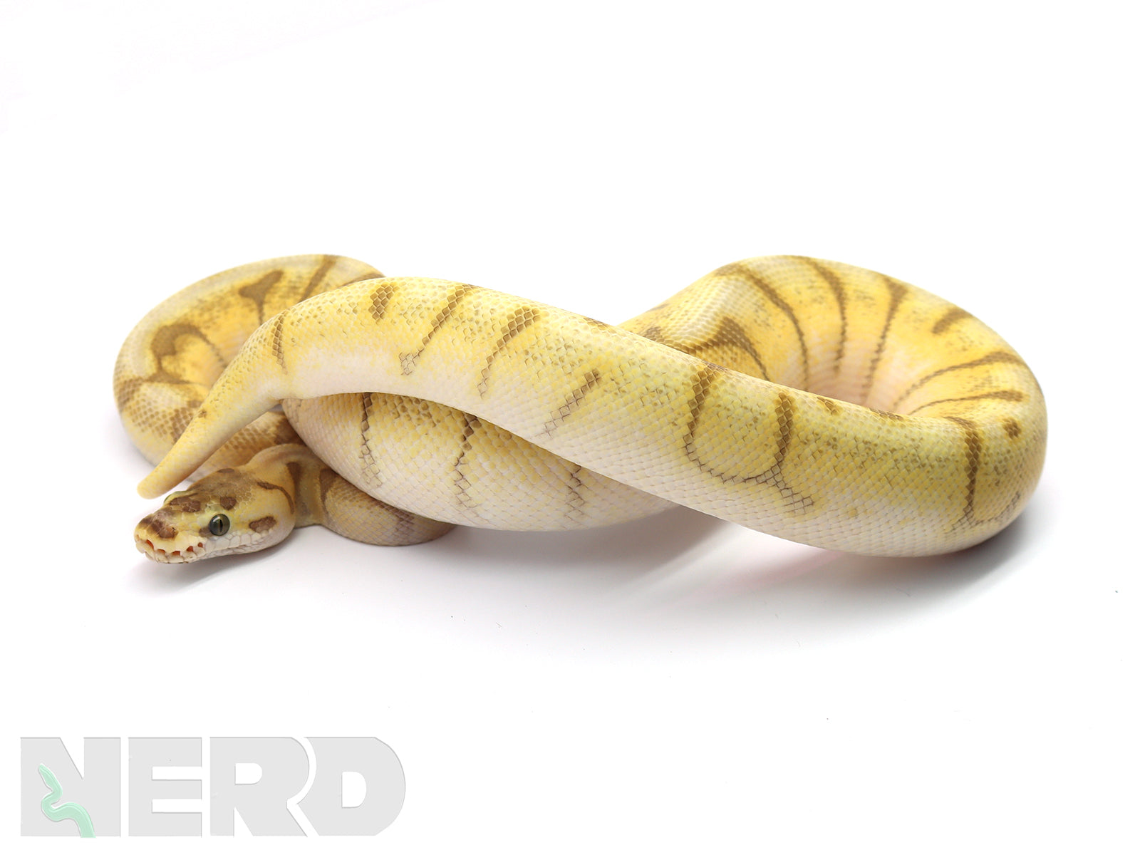 Super Enchi Ball Python