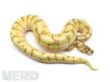 Load image into Gallery viewer, 2019 Male Super Enchi Lesser Spider Orange Dream Yellowbelly Ball Python.