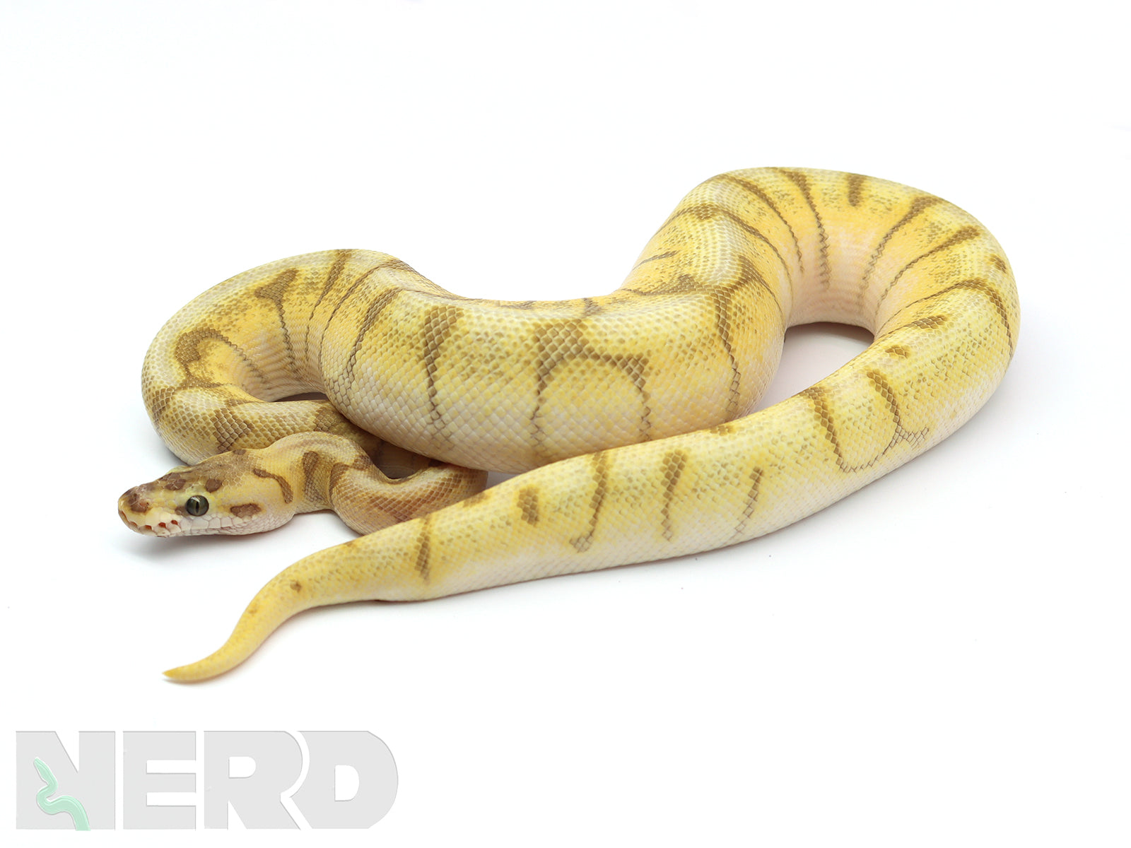 Super Enchi Ball Python