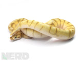 Load image into Gallery viewer, 2019 Male Super Enchi Lesser Spider Orange Dream Yellowbelly Ball Python.
