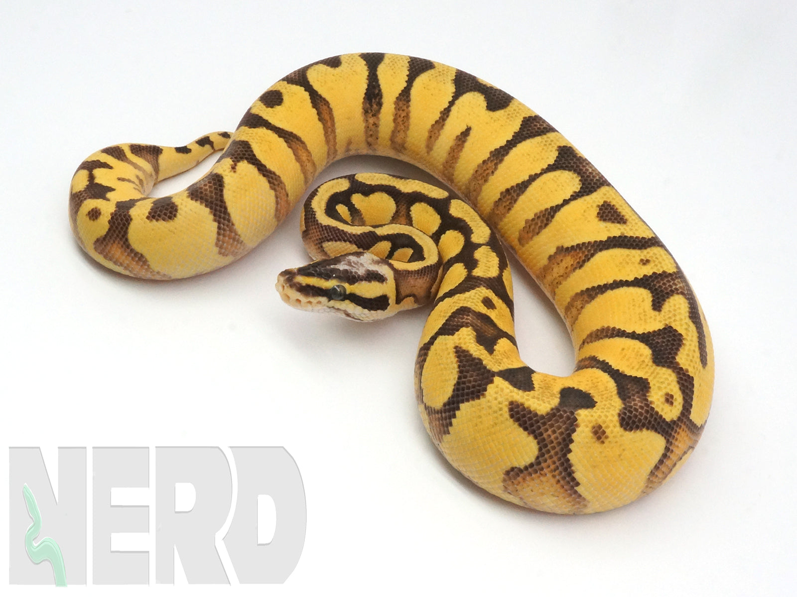 Python Sterling Stapler Sterling Pastel Ball Python