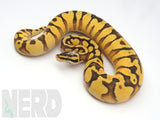 Load image into Gallery viewer, 2019 Female Super Pastel Enchi Orange Dream Yellowbelly Bald Ball Python