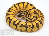 Load image into Gallery viewer, 2019 Female Super Pastel Enchi Orange Dream Yellowbelly Bald Ball Python