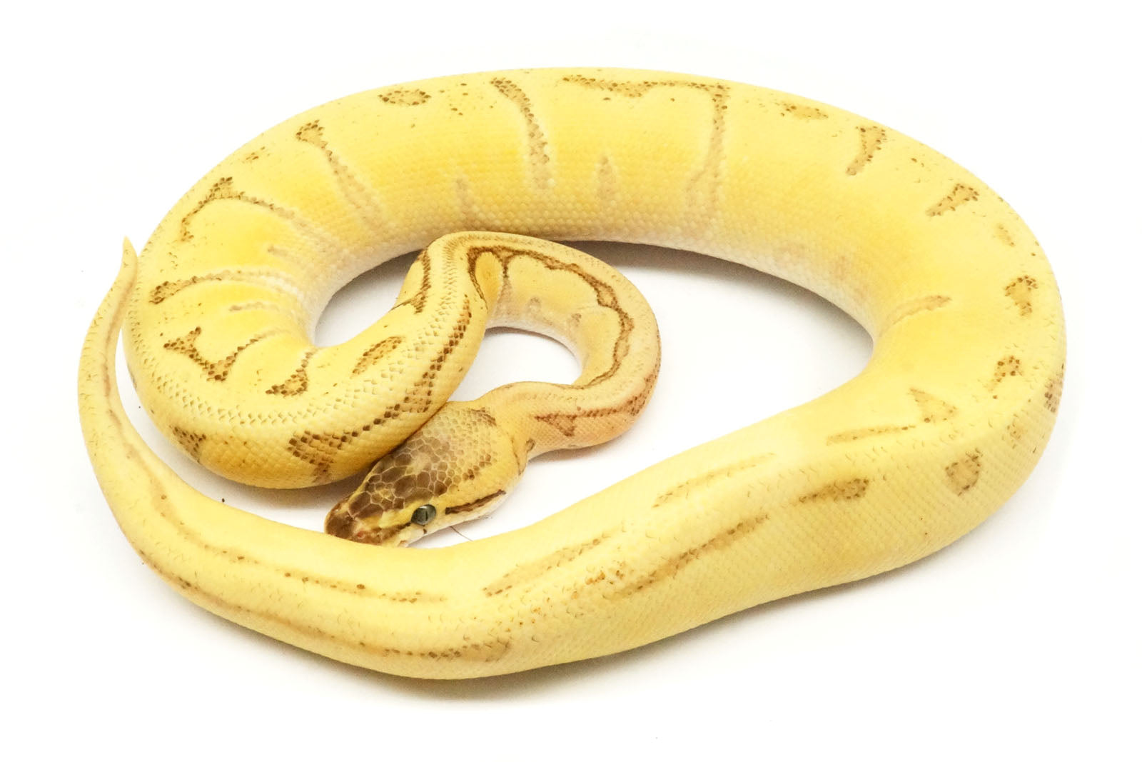 Lemon Blast Ball Python