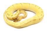 Load image into Gallery viewer, 2019 Female Enchi Lemon Blast Fire Orange Dream Yellowbelly (From Bald) Possible Het. Piebald Ball Python