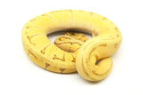 Load image into Gallery viewer, 2019 Female Enchi Lemon Blast Fire Orange Dream Yellowbelly (From Bald) Possible Het. Piebald Ball Python