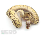Load image into Gallery viewer, 2019 Female Super Inferno Lucifer Fader &quot;Plus&quot; Ball Python