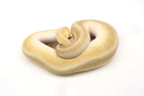 Load image into Gallery viewer, 2019 Male Hidden Gene Woma Granite Mojave Pastel Yellowbelly Pinstripe Fader Odium &quot;Plus&quot; Ball Python