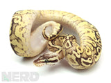 Load image into Gallery viewer, 2019 Female Super Inferno Lucifer Fader &quot;Plus&quot; Ball Python