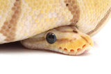 Load image into Gallery viewer, 2019 Male Coral Glow Pastel Hidden Gene Woma Granite Enchi Het. Clown Ball Python