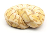 Load image into Gallery viewer, 2019 Male Coral Glow Pastel Hidden Gene Woma Granite Enchi Het. Clown Ball Python