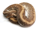 Load image into Gallery viewer, 2016 Breeder Female Hidden Gene Woma Enchi Odium Ball Python