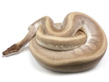 Load image into Gallery viewer, 2016 Breeder Female Hidden Gene Woma Mojave Odium + Ball Python