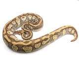 Load image into Gallery viewer, 2016 Breeder Female Lesser Pastel Malum Weird Ball Python