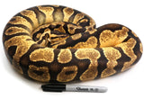 Load image into Gallery viewer, 2016 Breeder Female Pastel Enchi Bald + Ball Python