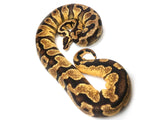 Load image into Gallery viewer, 2016 Breeder Female Pastel Enchi Bald + Ball Python