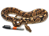 Load image into Gallery viewer, 2018 Breedable Male Yellowbelly Ball Python