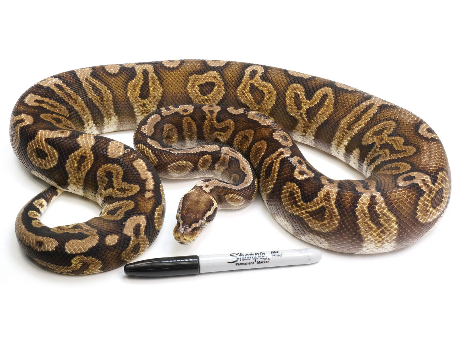 Axanthic Pastel Ball Python