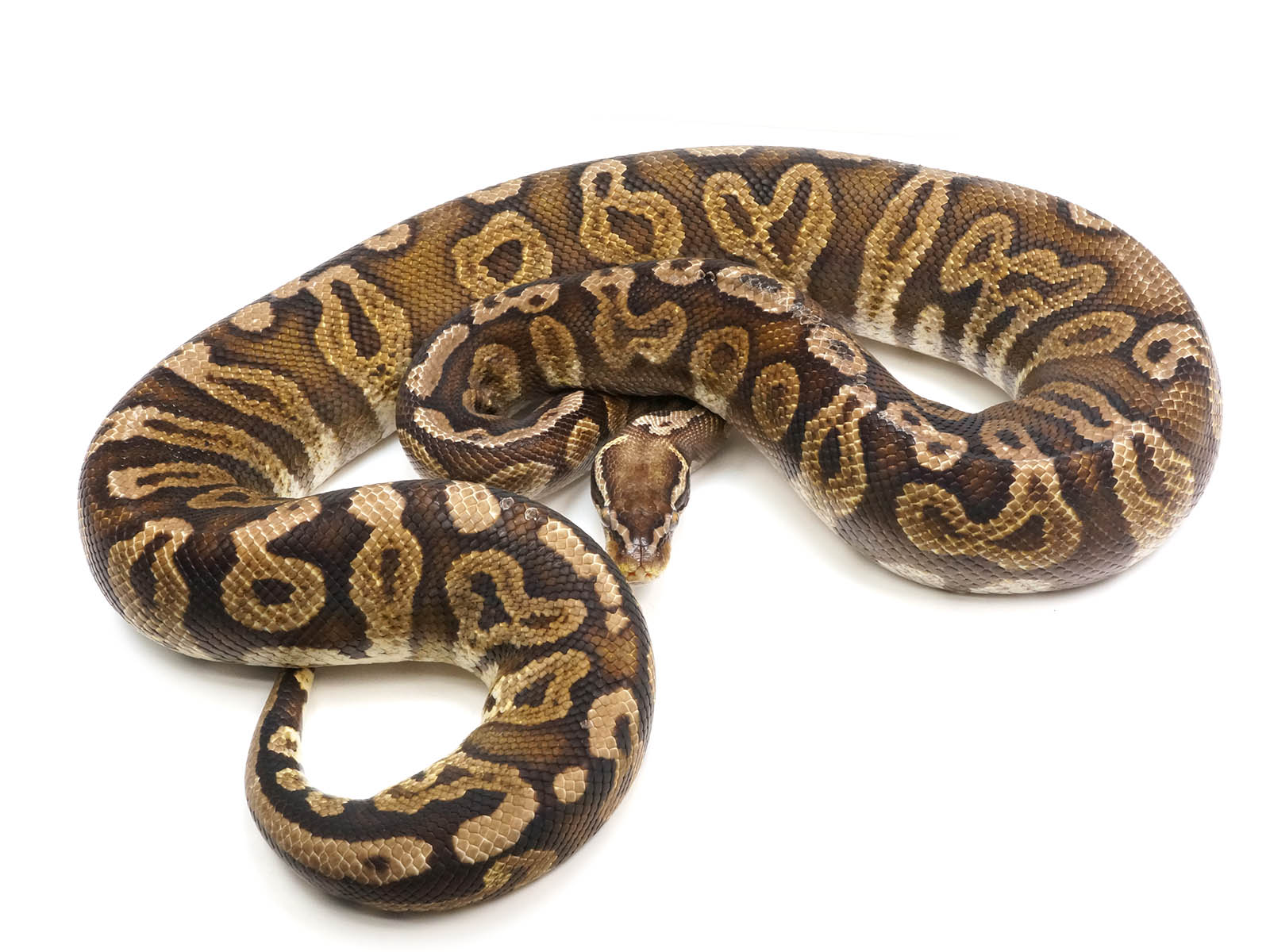 Axanthic Pastel Ball Python