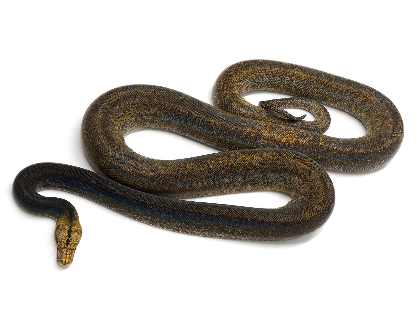 Reticulated Python Baby