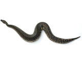 Load image into Gallery viewer, 2018 Breeder Male Sumatran Short Tail Python