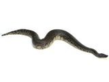 Load image into Gallery viewer, 2018 Breeder Male Sumatran Short Tail Python