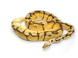 Load image into Gallery viewer, 2018 Female Bumble Bee Enchi Bald Ball Python