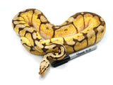 Load image into Gallery viewer, 2018 Female Bumble Bee Enchi Bald Ball Python